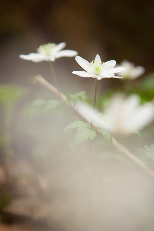 Free stock image of flowers created by 2happy