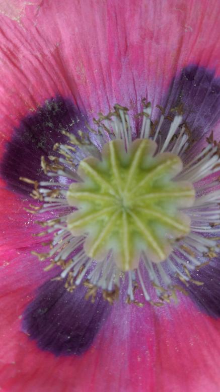 Free stock image of Poppy close up created by Phyllis Nsiah