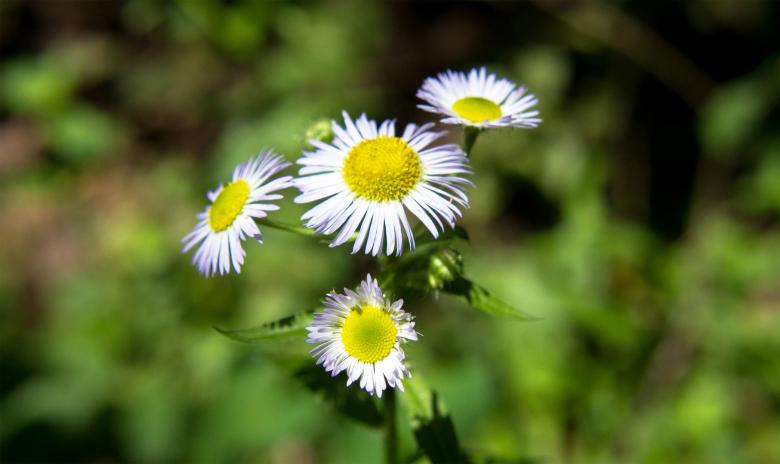 Free stock image of White flowers created by Alen