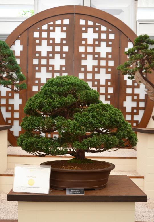 Free stock image of Chinese juniper bonsai tree created by Tomas Adomaitis