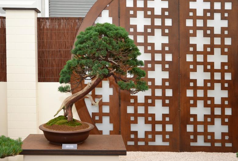 Free stock image of Chinese juniper bonsai created by Tomas Adomaitis