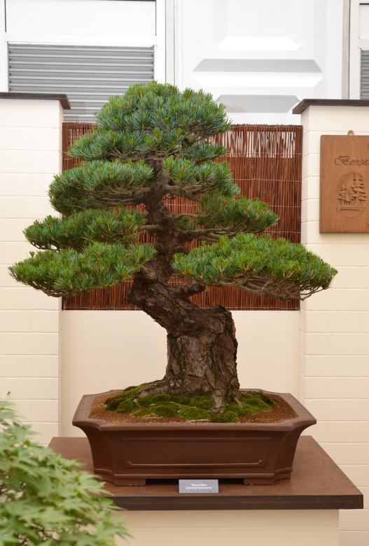 Free stock image of Japanese white pine created by Tomas Adomaitis