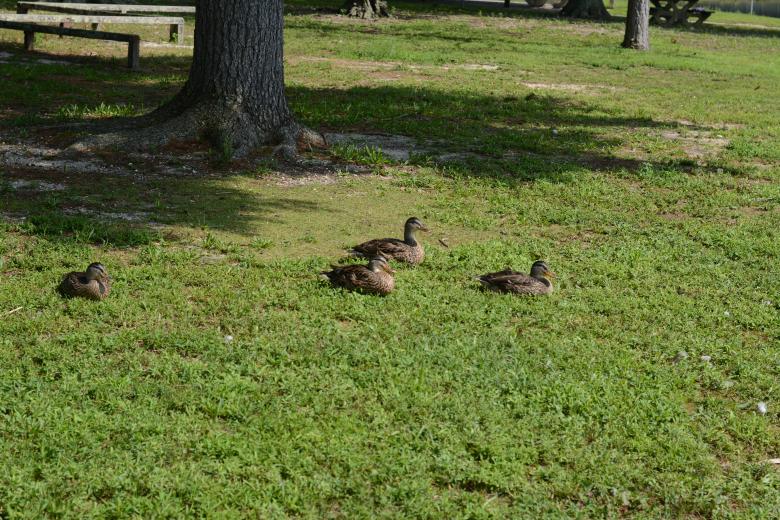 Free stock image of Brown Ducks created by Vincent alvino