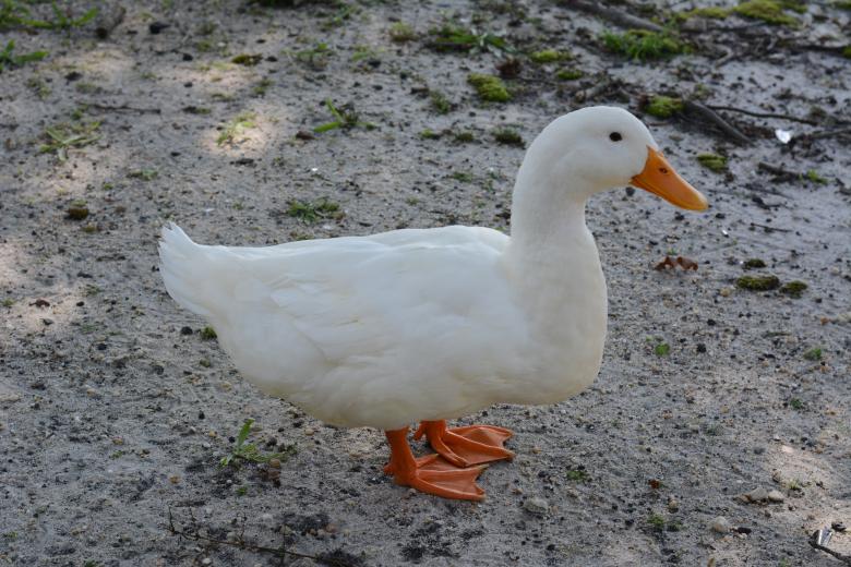 Free stock image of White duck created by Vincent alvino