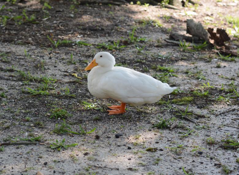 Free stock image of White duck created by Vincent alvino