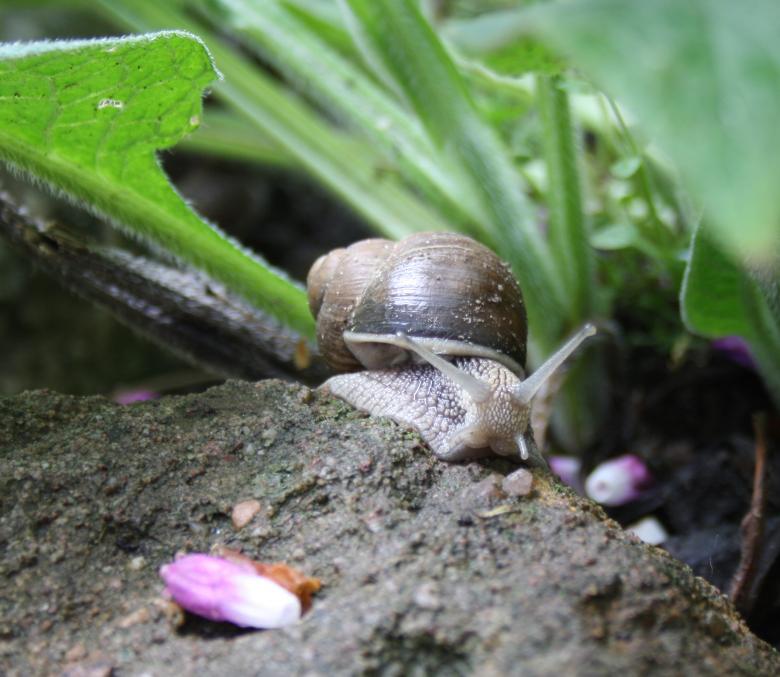 Free stock image of Snail created by Kala Manó