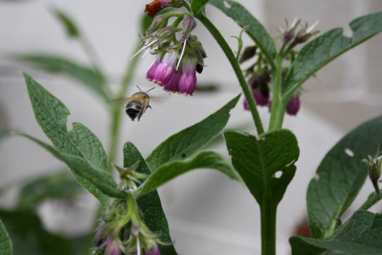 Free stock image of Bumble bee created by Kala Manó