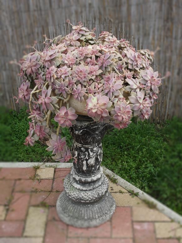 Free stock image of Stonecrop created by Kala Manó