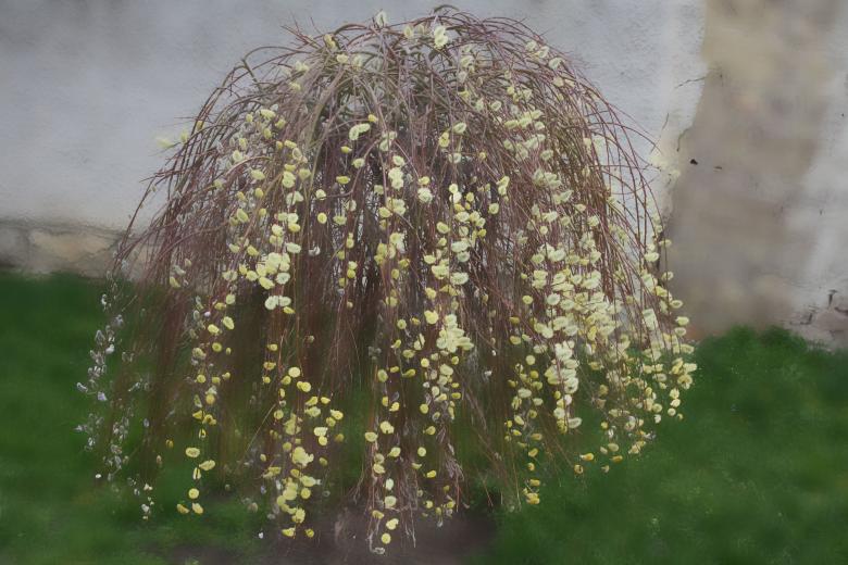 Free stock image of Twisted willow created by Kala Manó
