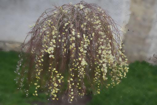 Twisted willow - Free Stock Photo