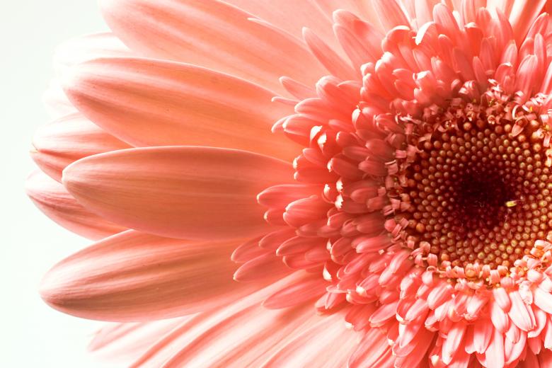 Free stock image of Pink Gerbera Flower created by 2happy