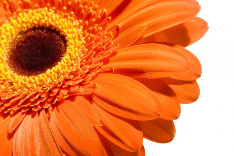 Free stock image of Gerbera flower created by 2happy