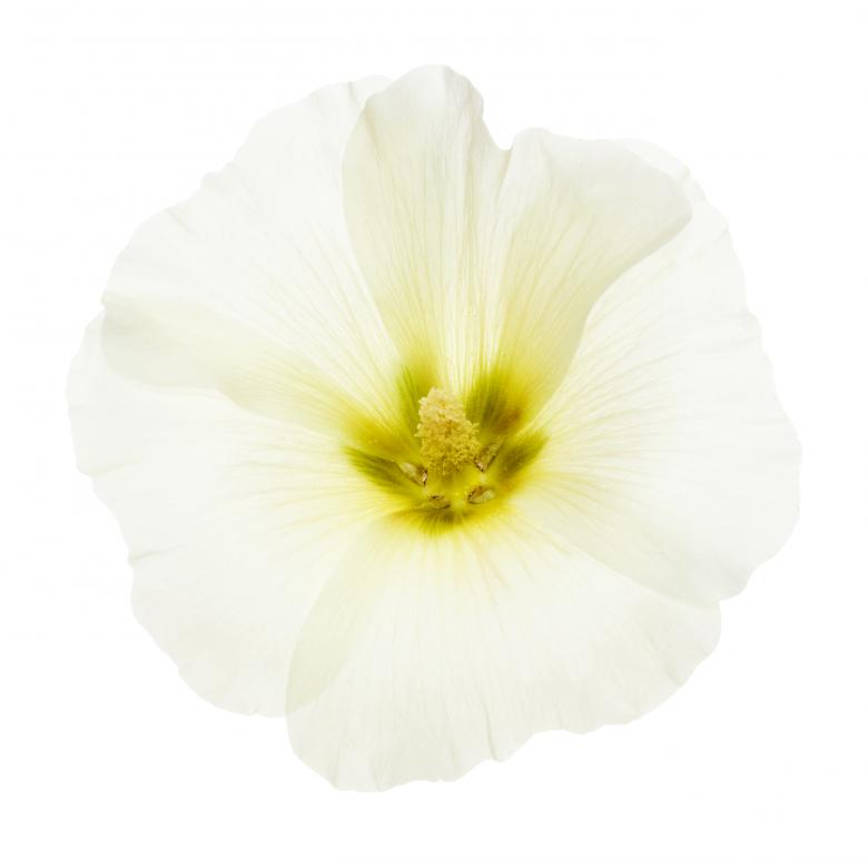 Free stock image of flower created by 2happy