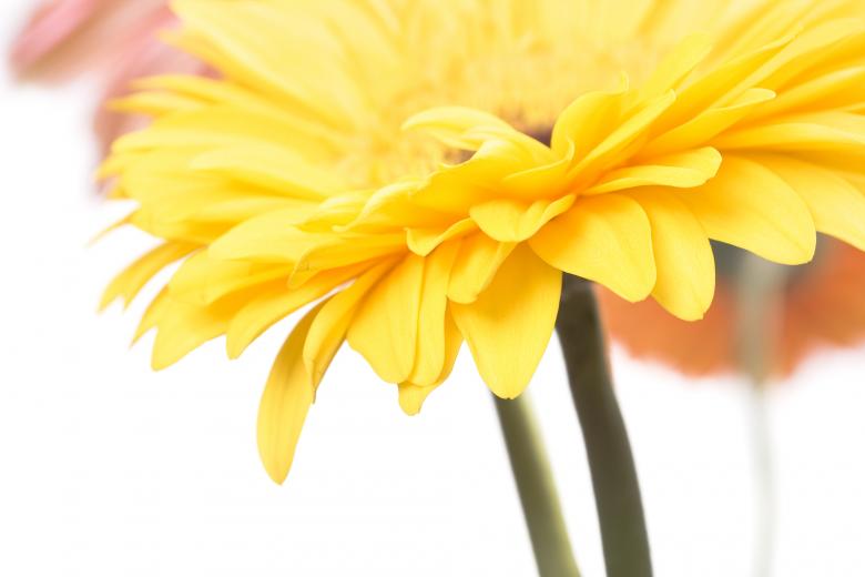 Free stock image of Gerbera created by 2happy