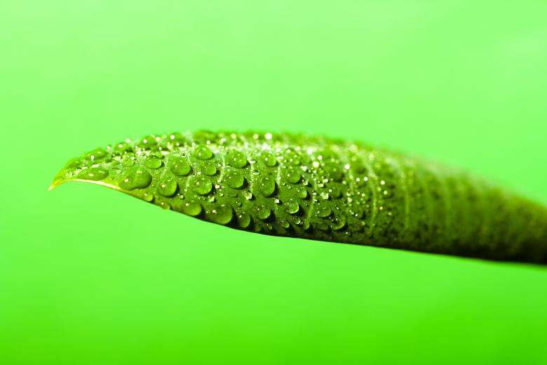 Free stock image of water drops on the leaf created by 2happy