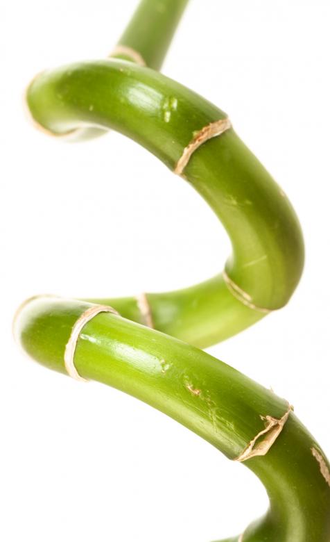 Free stock image of plant stem created by 2happy