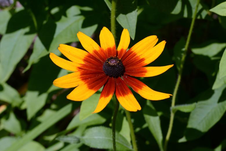 Free stock image of Red and Yellow Flower created by Vincent alvino