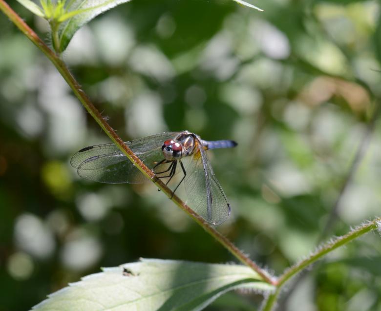 Free stock image of Dragon Fly created by Vincent alvino