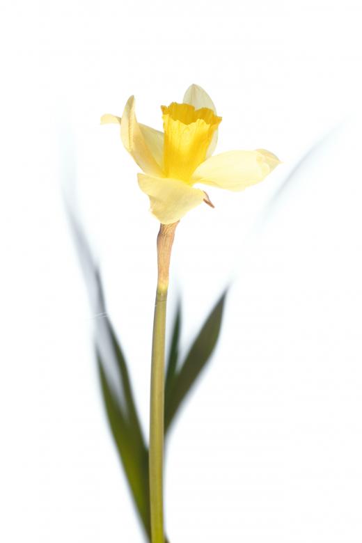 Free stock image of Flower created by 2happy