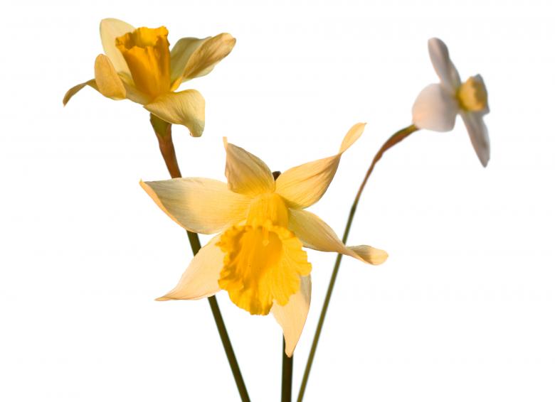 Free stock image of Flowers created by 2happy