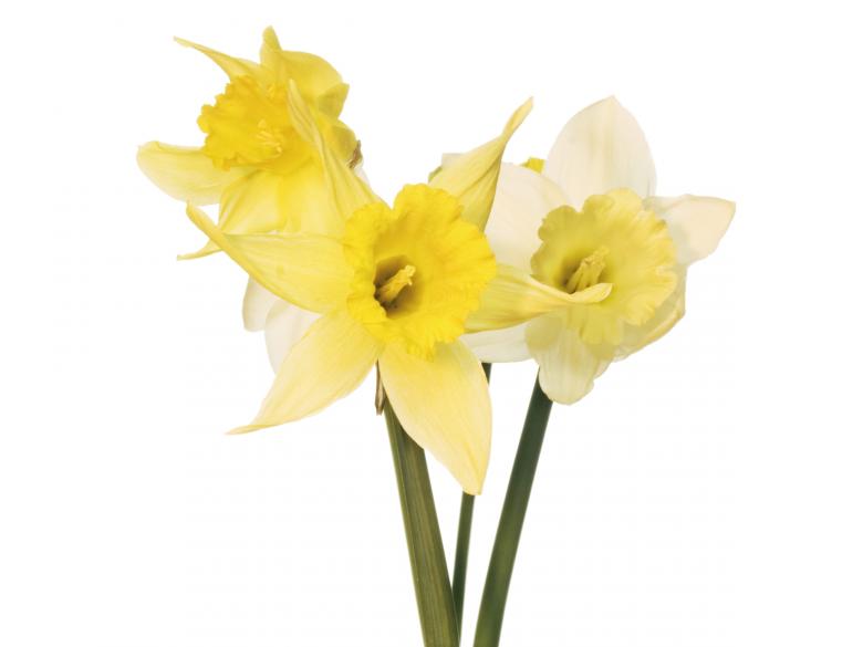 Free stock image of Flowers created by 2happy