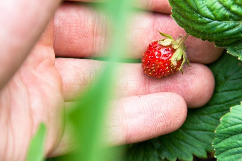 Free stock image of strawberry created by 2happy