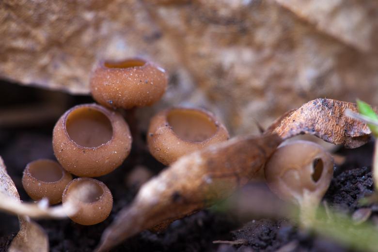 Free stock image of Mushrooms created by 2happy