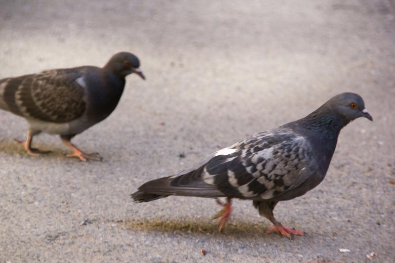 Free stock image of Dove created by 2happy