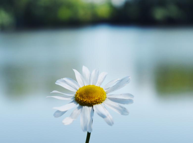Free stock image of Chamomile created by Elizabeth