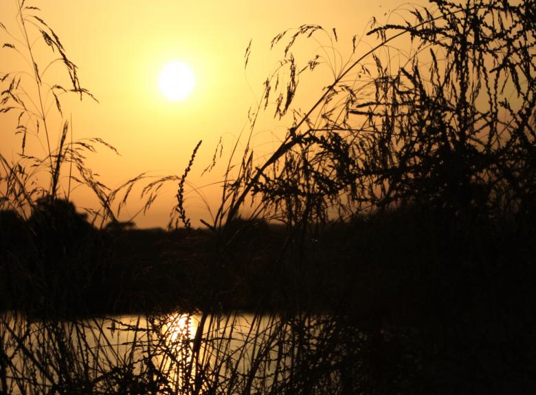 Free stock image of Sunset on the lake with grass silhouette created by Jack Moreh