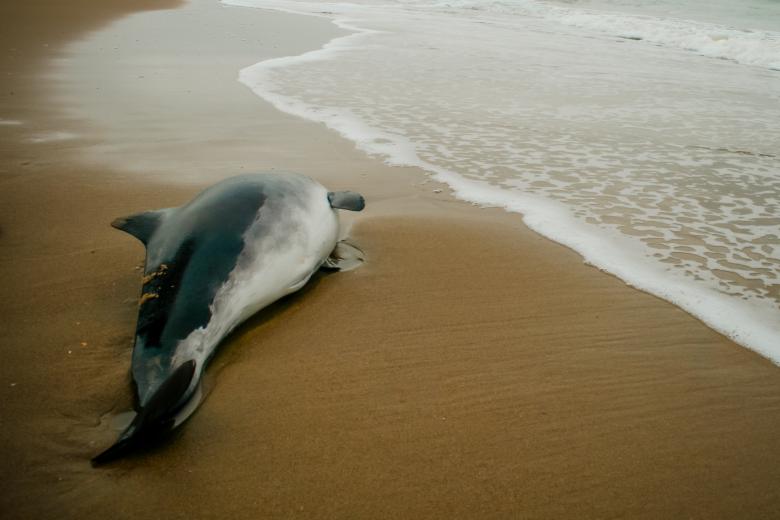 Free stock image of Small Beached whale dolphin created by Luka