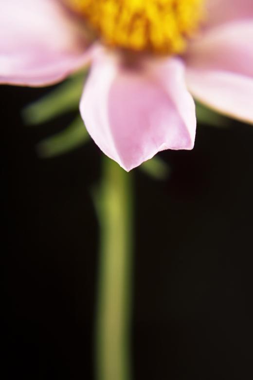 Free stock image of flower created by 2happy