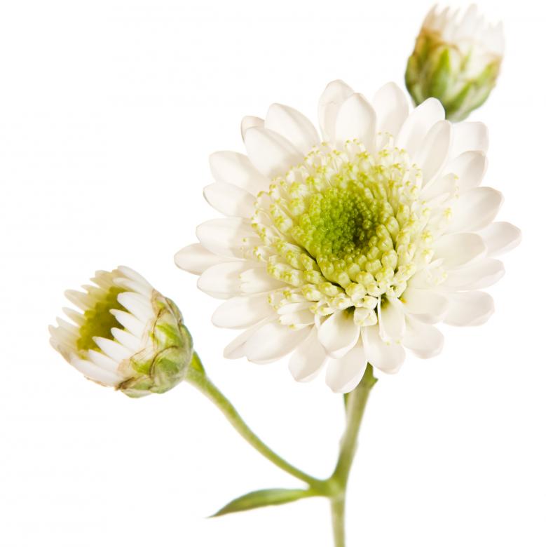 Free stock image of flower created by 2happy