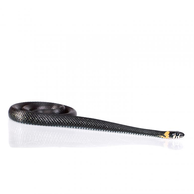Free stock image of snake created by 2happy