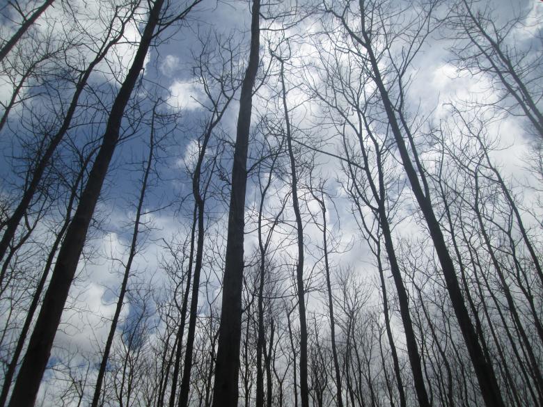 Free stock image of Sky Wood created by Haryoto