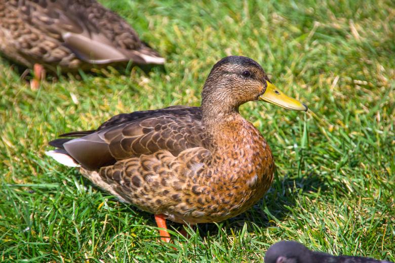 Free stock image of duck created by 2happy