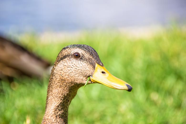 Free stock image of duck created by 2happy