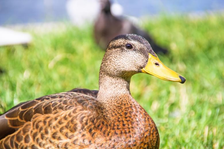 Free stock image of duck created by 2happy
