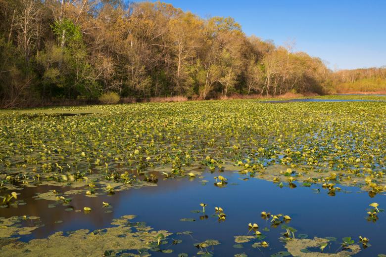 Free stock image of McKee-Beshers Marsh created by Nicolas Raymond