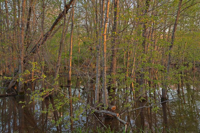 Free stock image of McKee-Beshers Marsh - HDR created by Nicolas Raymond