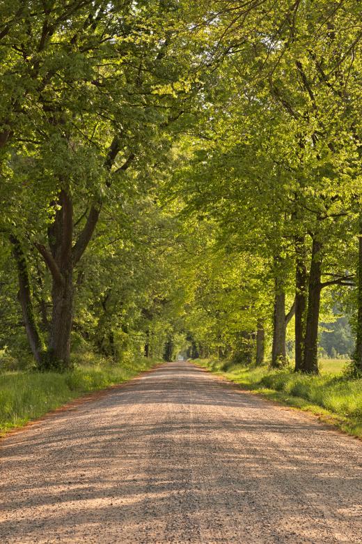 Free stock image of Wye Island Canopy Road - HDR created by Nicolas Raymond