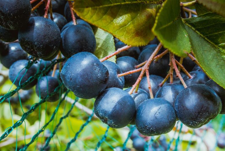 Free stock image of Aronia berries created by Alen