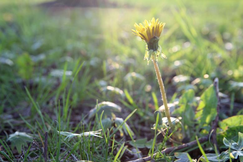 Free stock image of First blowball created by Paul