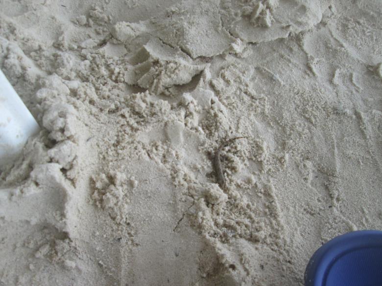 Free stock image of Lizard in the Sand created by Oriel Aurelia Hanson