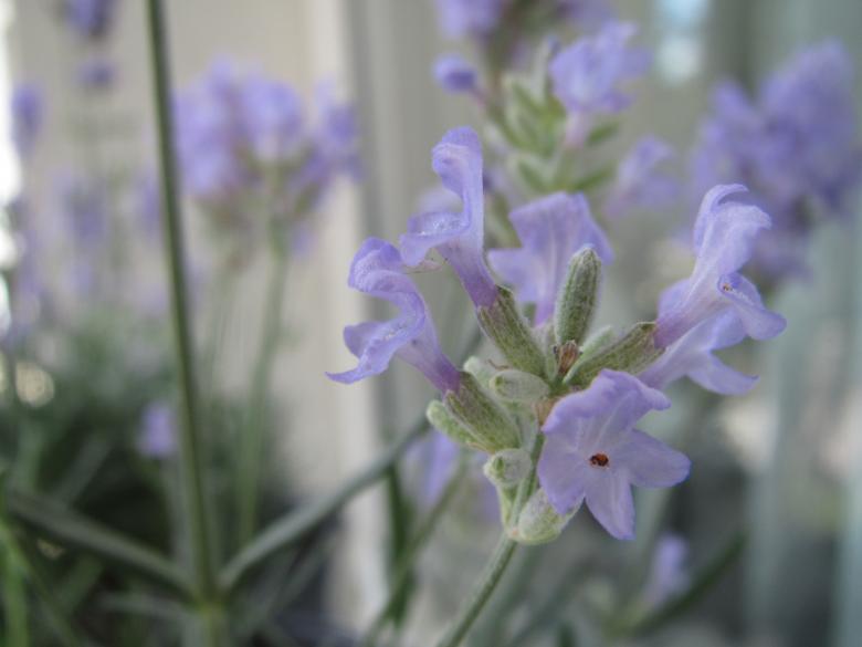 Free stock image of Lavender Flower Blossom created by Boris Kyurkchiev