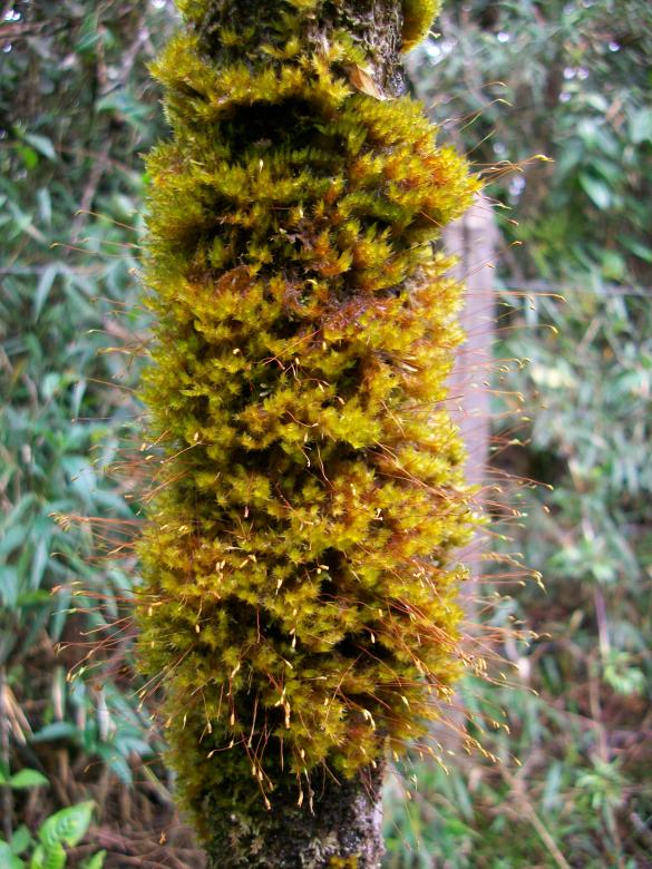 Free stock image of Plant created by Pamela Escobar