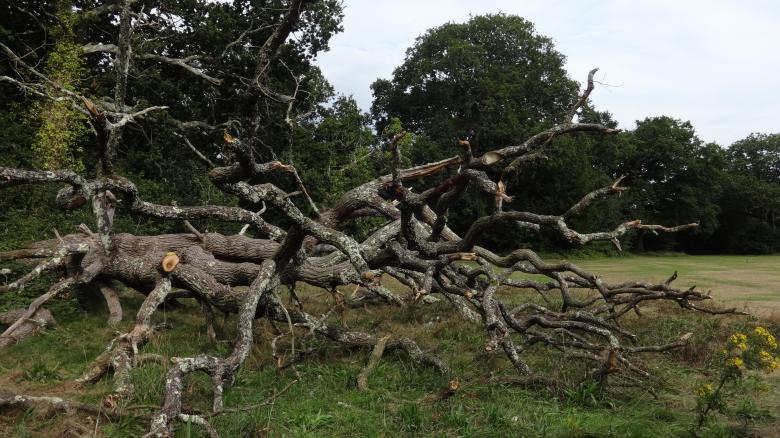 Free stock image of Tree Fallen Southampton created by Wady Galfskiy