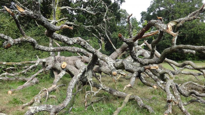 Free stock image of Tree Fallen Southampton created by Wady Galfskiy