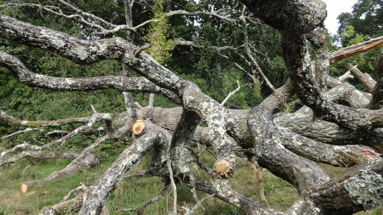 Free stock image of Tree Fallen Southampton created by Wady Galfskiy
