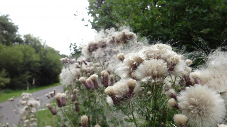 Free stock image of Plants in Southampton created by Wady Galfskiy